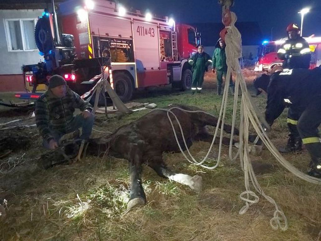 gmina Jędrzejów, konie wpadły do wykopu, KP PSP Jędrzejów, Powiatowy Inspektorat Weterynarii