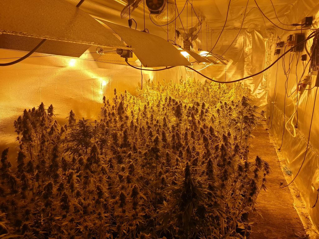 Kulesze-Chobotki, gmina Krypno, plantacja konopi, produkcja marihuany