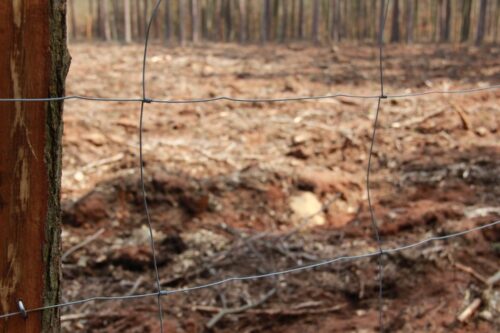 ogrodzenie, Niemcy, ASF, dziki, zaostrzenie przepisów