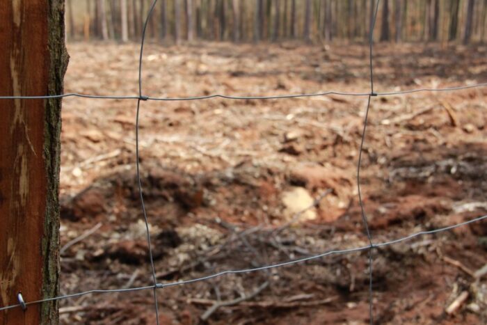 ogrodzenie, Niemcy, ASF, dziki, zaostrzenie przepisów