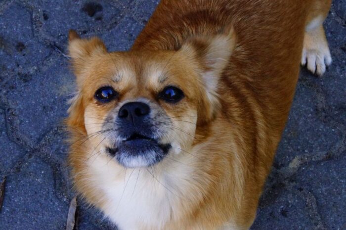 zaśmiecanie środowiska, odpady groźne dla zwierząt, Krzysztof Kolenda, Uniwersytet Wrocławski