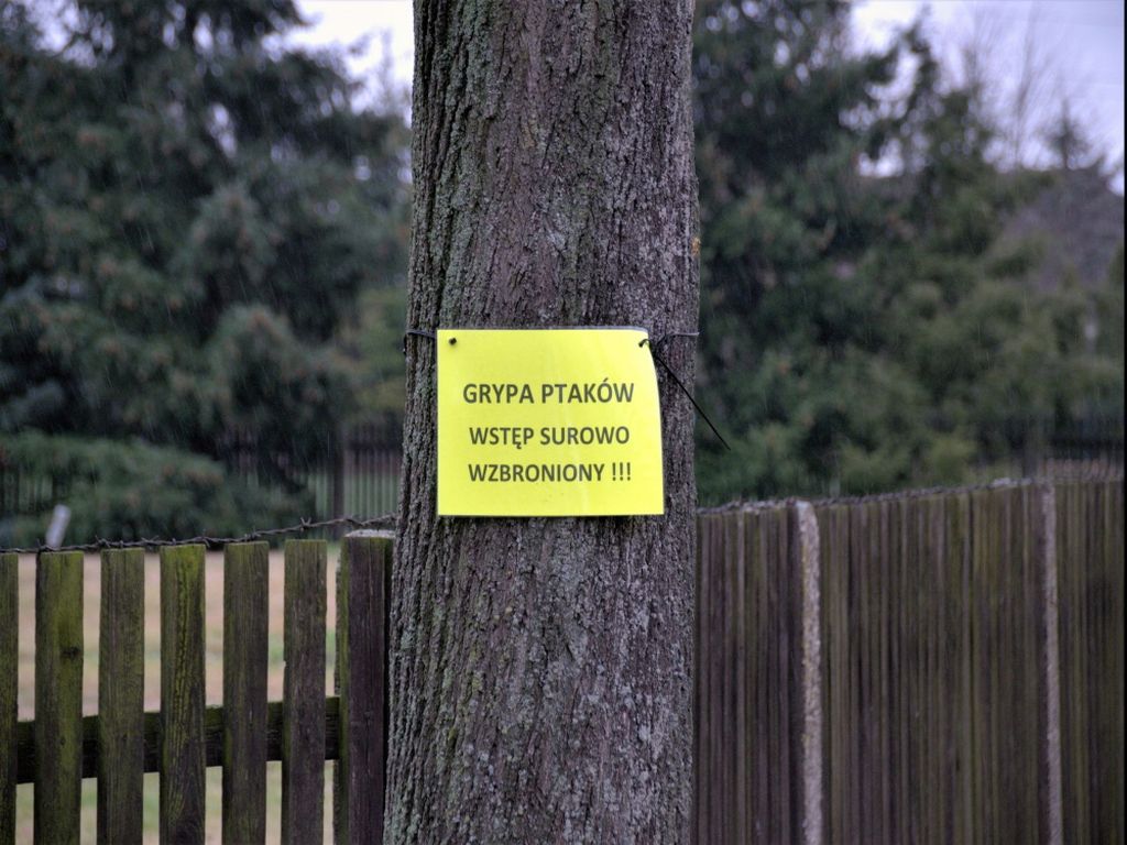 ptasia grypa, lubelska izba rolnicza, dzikie ptactwo, wybijanie stad drobiu