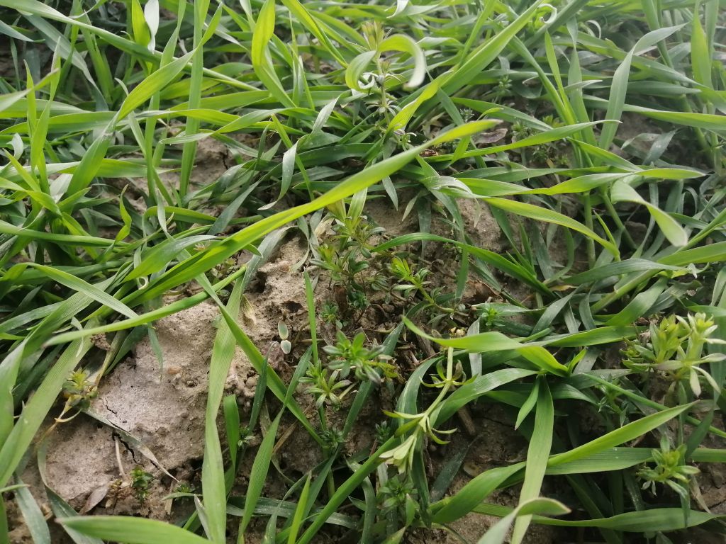 zwalczanie chwastów dwuliściennych, uciążliwe chwasty dwuliścienne, gatunki ozime i zimujące chwastów,