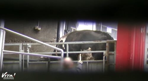 ttip, norwegia, stawki celne na mięso, Norweski Instytut Spraw Międzynarodowych