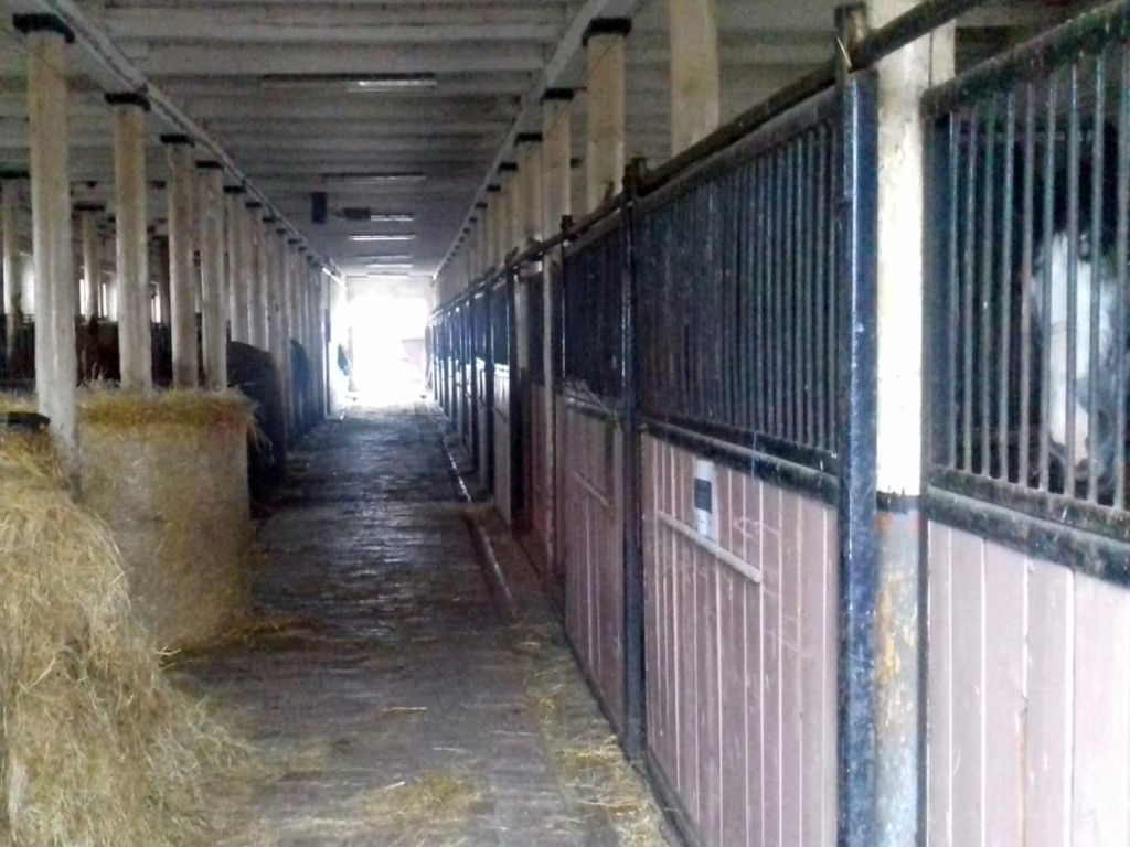 stadnina koni, gmina wyrzysk, kpp w pile, Jędrzej Panglisz