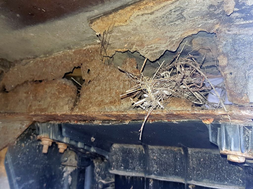 transport żywych zwierząt, trzoda chlewna, świnie, ITD