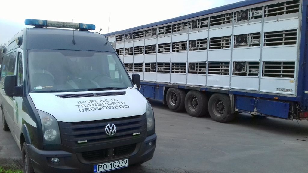 Inspekcja Transportu Drogowego,  Inspekcja Weterynaryjna, transport żywych zwierząt, przewóz trzody chlewnej