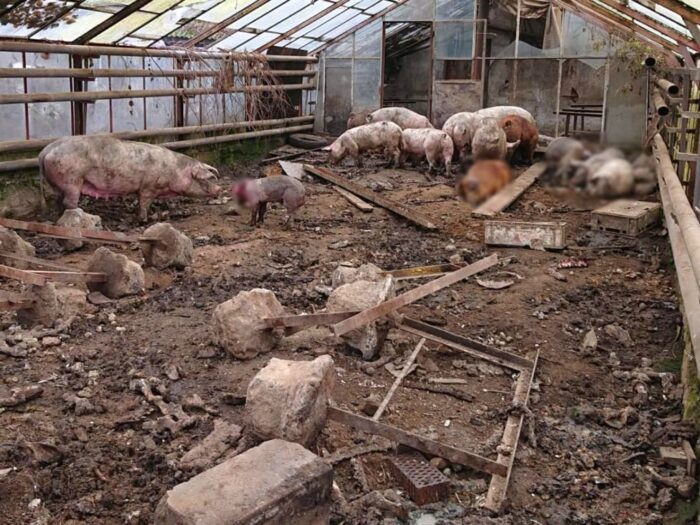 osiek, powiat lubiński, dolny śląsk, świnie zjadły człowieka, hodowla trzody chlewnej