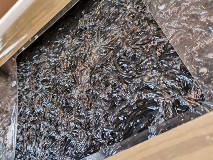 przemyt węgorza europejskiego, kas, edyta chabowska, przejście graniczne w Budomierzu