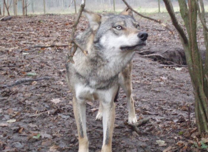 wilki, wilk, liczenie wilków w Polsce, SGGW, drapieżniki w Polsce