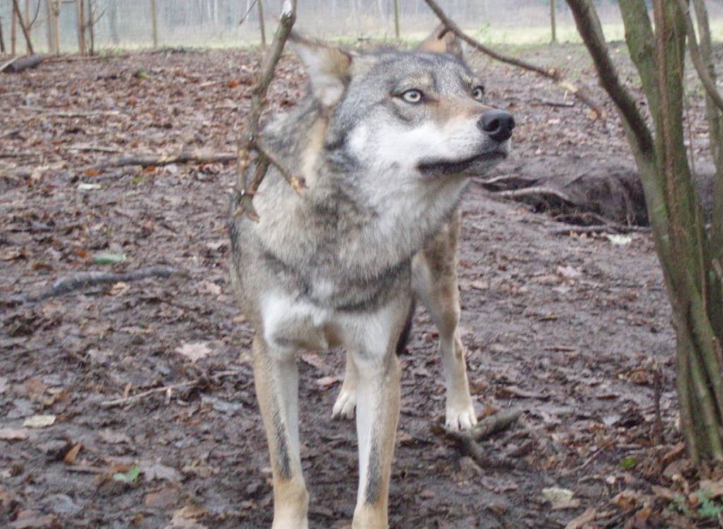 wilki, wilk, liczenie wilków w Polsce, SGGW, drapieżniki w Polsce