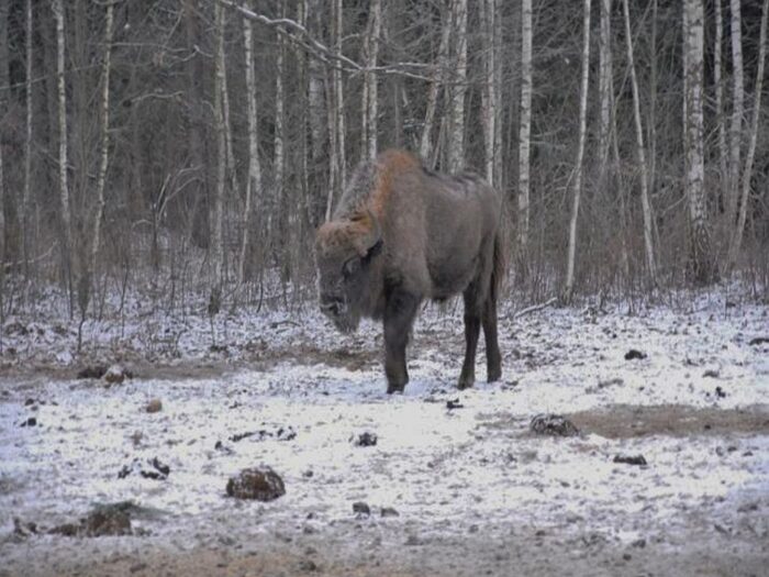 liczenie żubrów, puszcza białowieska, Katarzyna Daleszczyk, Białowieski Park Narodowy
