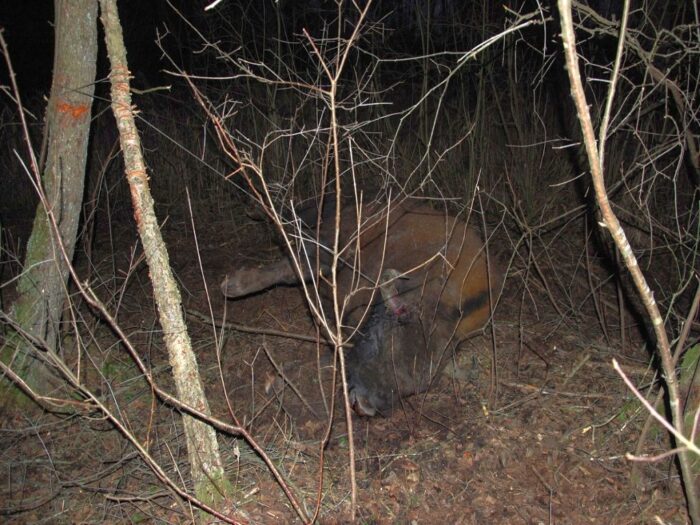 żubr we wnykach, rdlp w białymstoku, Nadleśnictwa Browsk, babia góra