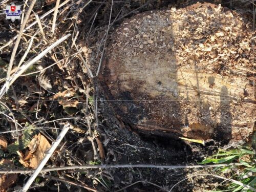 kradzież drewna, gmina Puchaczów, powiat łęczyński,  powiat głogowski