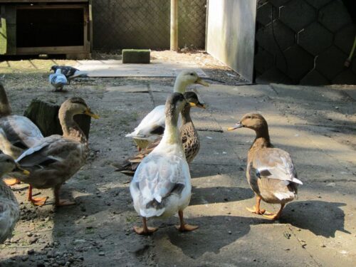 ptasia grypa, ferma kaczek, Wojewódzki Lekarz Weterynarii