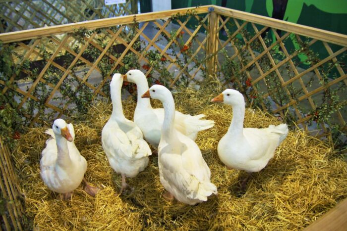 grypa ptaków, drób, wirus grypy ptaków h5n8, kaczki, ognisko grypy ptaków, wysoce zjadliwa grypa ptaków (HPAI) u drobiu