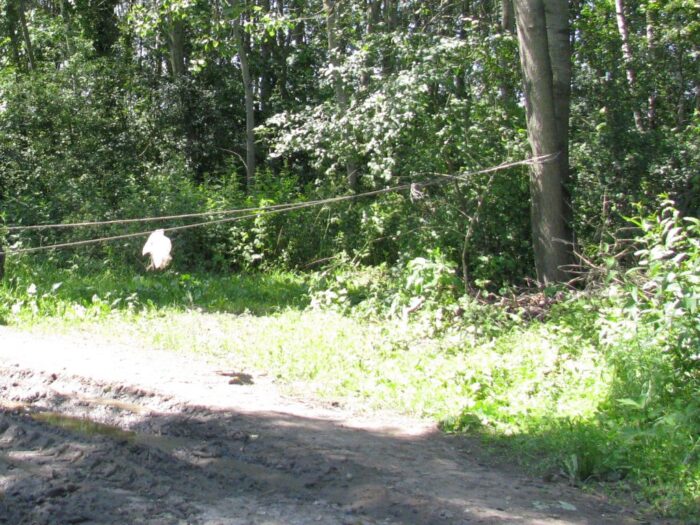 Nadleśnictwo Iława