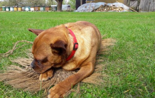 prawo, policja, przestępstwo, ochrona praw zwierząt, porzucenie psa