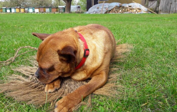 prawo, policja, przestępstwo, ochrona praw zwierząt, porzucenie psa
