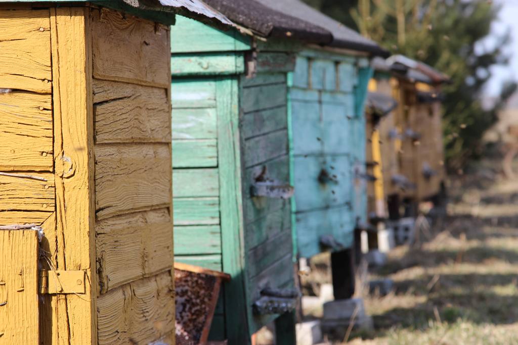 pszczoły, pszczelarstwo, pasieka