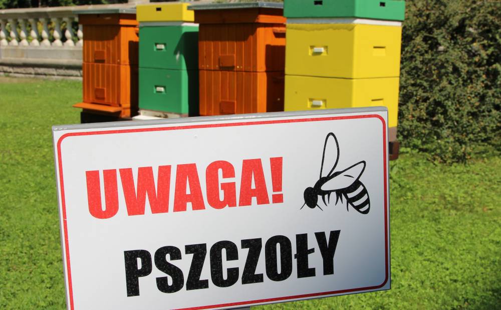 pszczoły, bioróżnorodność, ochrona środowiska, Warszawa, Carrefour Polska