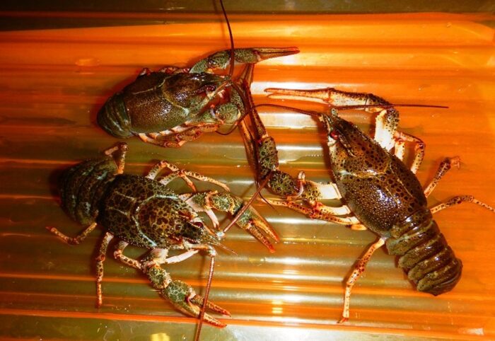 przemyt żywych raków, lubelskie