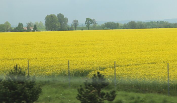 Juliusz Młodecki, Polska Koalicja Biopaliw i Pasz Białkowych, biopaliwa, Adam Stępień