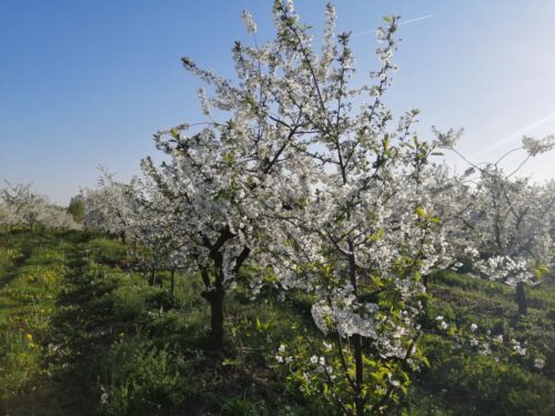 wycofywanie substancji aktywnych, ochrona sadów, Zielone Porozumienie, Green Deal, Unia Owocowa, Komisja Europejska