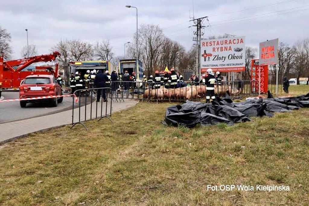 Wierzbica, powiat legionowski, transport świń, powiatowy lekarz weterynarii
