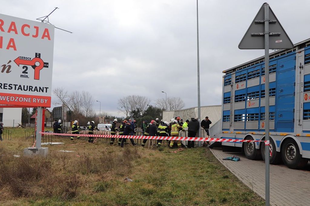 Wierzbica, powiat legionowski, transport świń, powiatowy lekarz weterynarii