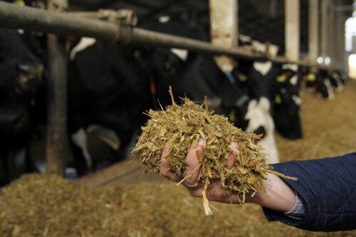 mleko, cena mleka,  producenci mleka, mleczarnie