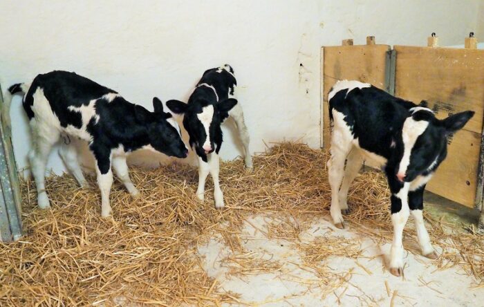 trojaczki, buhajki, cielęta,