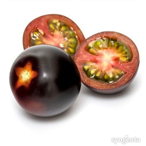 Pomidor Yoom, Syngenta Polska, nagroda za innowacyjność, fioletowy pomidor, Fruit Logistica w Berlinie