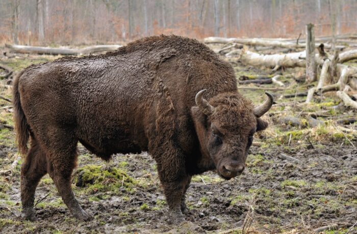żubry, Puszcza Białowieska