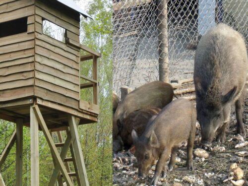 walka z asf w polsce, polski związek łowiecki, szkolenia dla myśliwych