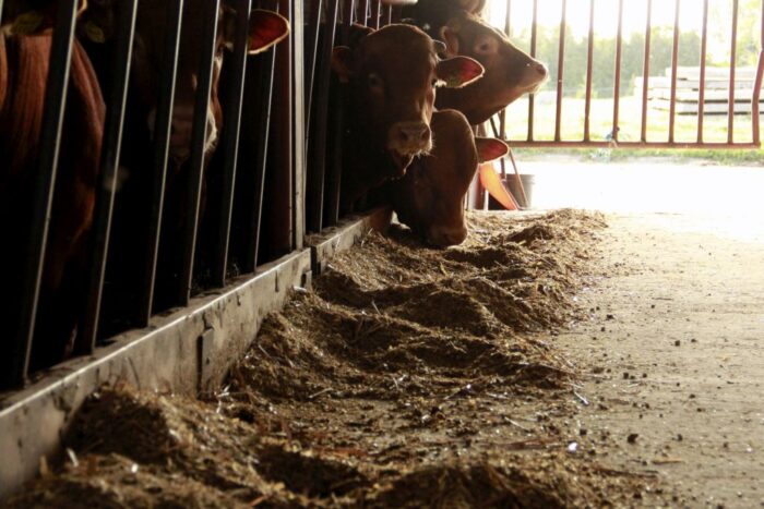 cena wołowiny, żywiec wołowy, bydło rzeźne, skup bydła,