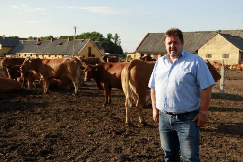 wołowina kulinarna, produkcja wołowiny, opas bydła limousine, gospodarstwo Balin