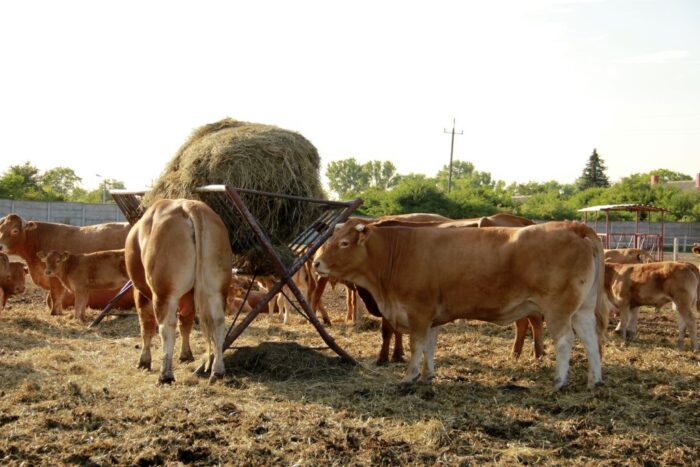 ryszard kamiński, rynki rolne, susza rolnicza, epidemia koronawirusa