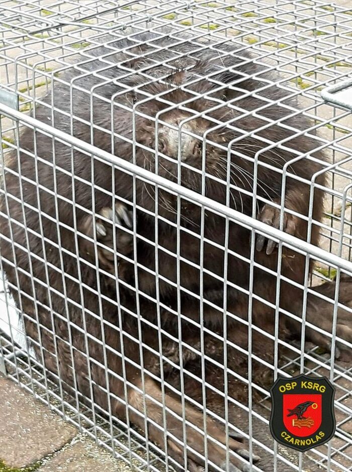 bóbr, buraki, żerowanie