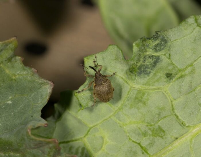 chowacz brukwiaczek, chowacz czterozębny, próg ekonomicznej szkodliwości, żółte naczynia, chowacze łodygowe, insektycydy