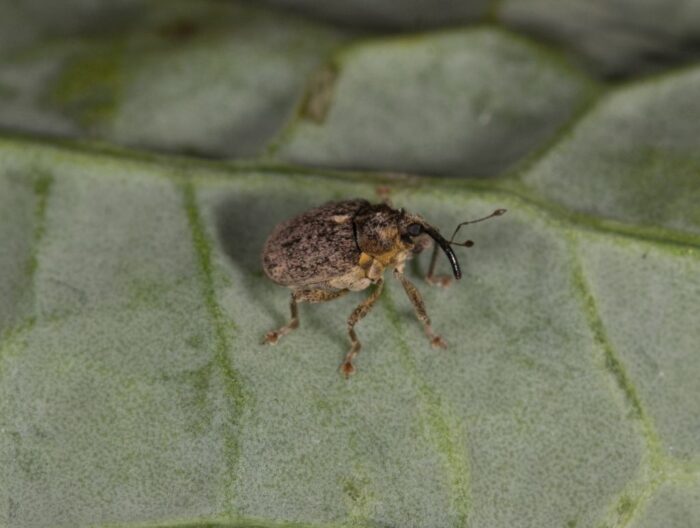 ocieplenie, chowacz brukwiaczek, chowacz czterozębny, progi ekonomicznej szkodliwości dla chowaczy, żółte naczynia