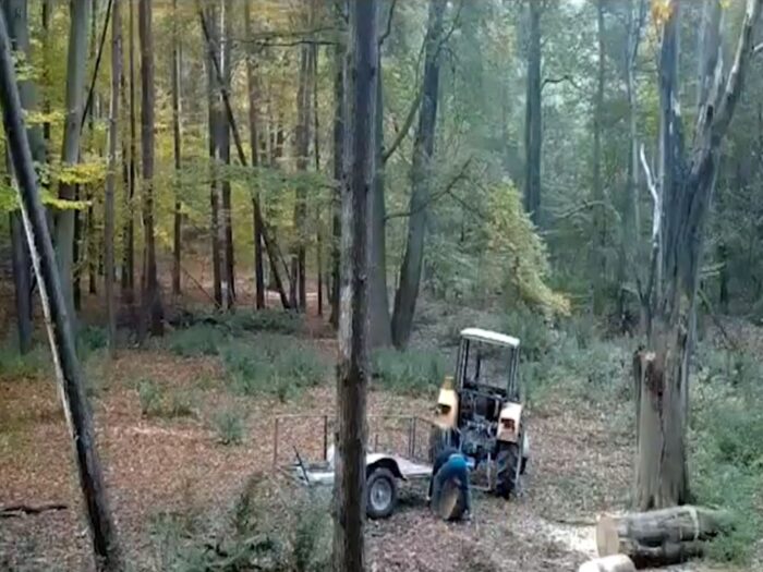 drewno, las, kradzież drewna