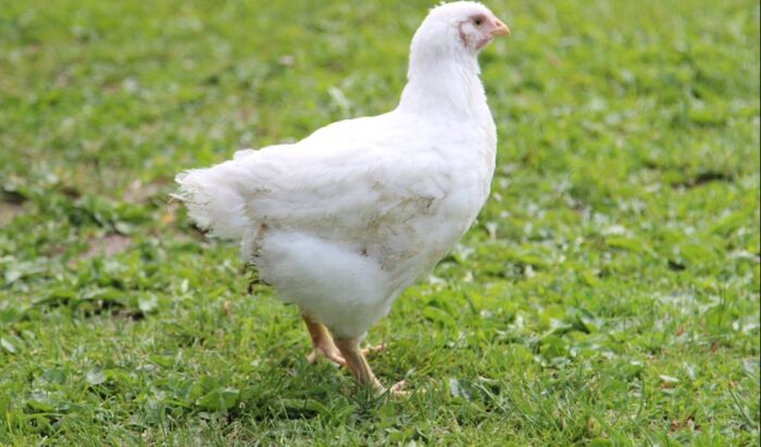 antybiotyki, drób, produkcja drobiu, stosowanie antybiotyków, mięso, SGGW