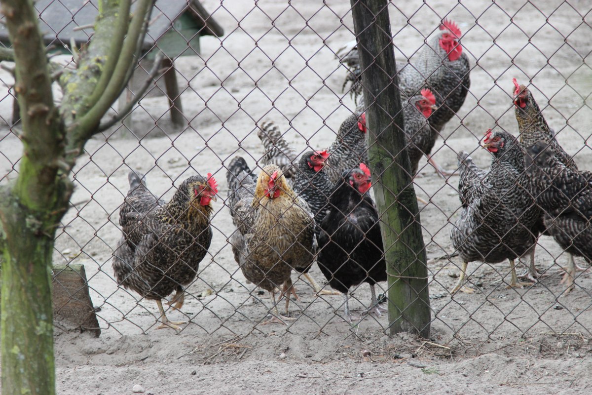 produkcja drobiu, rynek mięsa, komisja europejska