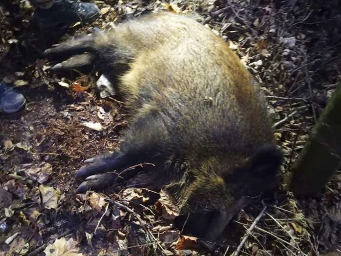 badanie tusz odstrzelonych dzików, Polski Związek Łowiecki, MRiRW, badanie mięsa na obecność włośni