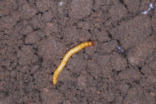 szkodniki glebowe, drutowce, rolnice, lenie, odkrywki glebowe, szkodniki kukurydzy, siew kukurydzy