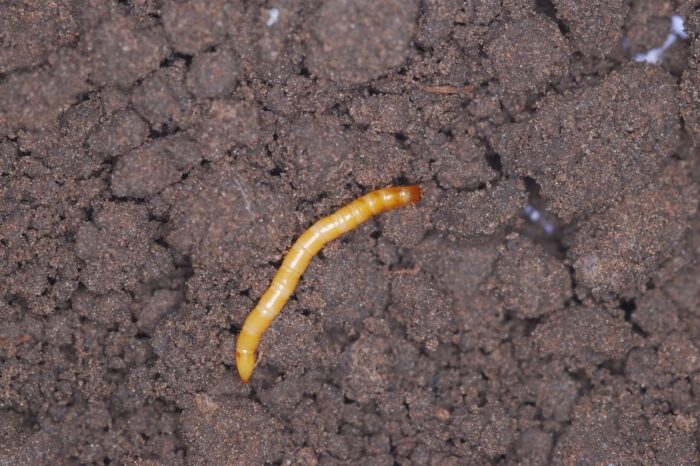 szkodniki glebowe, drutowce, rolnice, lenie, odkrywki glebowe, szkodniki kukurydzy, siew kukurydzy