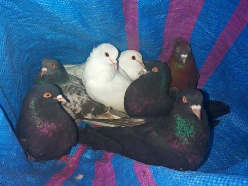 kradzież gołębi, żyrowo, powiat grójecki, Agnieszka Wójcik