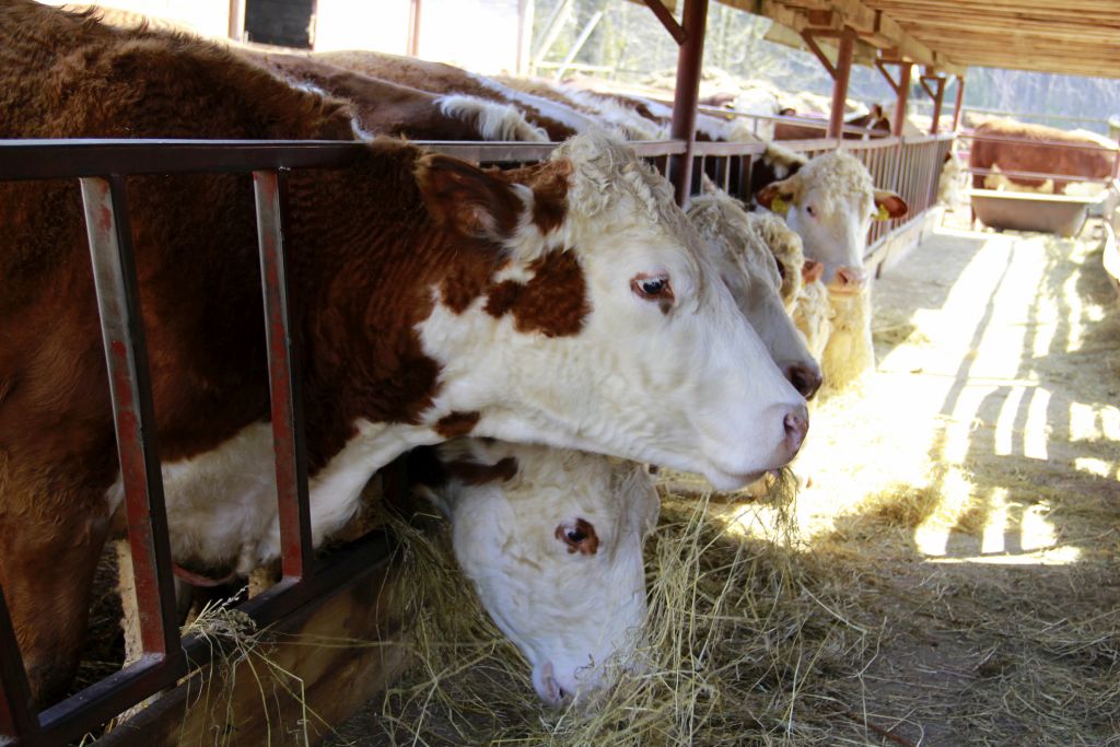 polska wołowina trafi do Maroka