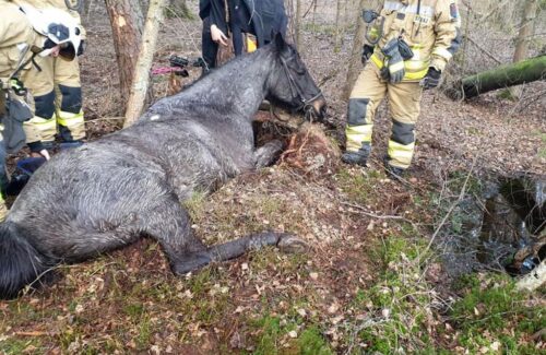 powiat słupski, konie w bagnie, quad, OSP Potęgowo